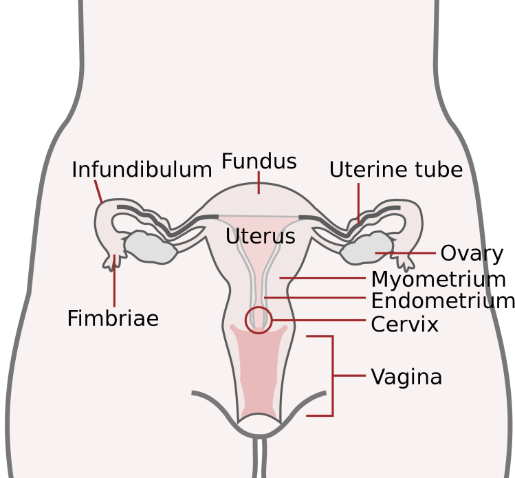 File:Basic Female Reproductive System (English).svg - Wikimedia Commons