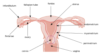 File:Illu cervix.svg - Wikimedia Commons