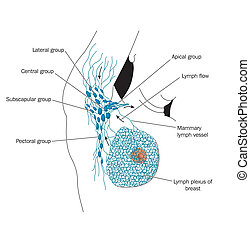 Breast cancer secondaries. Sites of breast cancer metastatic spread, to ...