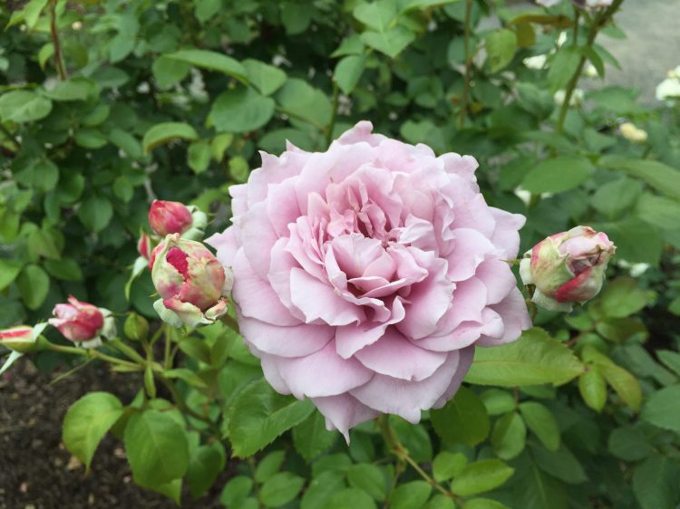 It’s Been Ten Years Since My Breast Cancer Diagnosis